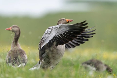 Anser Anser, Greylag or Graylag Goose, Grelag Goose, Anatidae, Birds, Duckbirds, Goose, Geese,