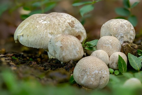 Agaricus campestris, mushroom, field gerling, meadow mushroom, fungi, fungus, meadow mushroom,