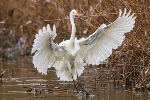 Great White Egret (Egretta alba) Germany