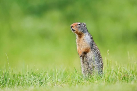 A Columbia ground squirrel (Urocitellus columbianus, Spermophilus columbianus) stands upright in a