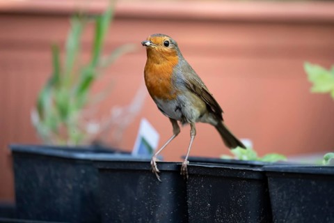 European robin (Erithacus rubecula) adult garden bird on a plant pot with bugs for food in its