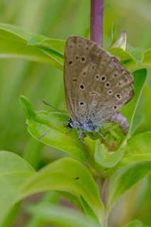 Glaucopsyche Alcon ssp. rebeli, glaucopsyche rebeli, cruciferous ant blue, maculinea rebeli,