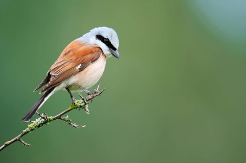 Red-backed shrike (Lanius collurio), male sitting on a branch, North Rhine-Westphalia, Germany