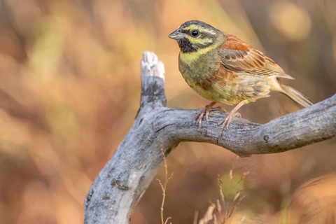A male cirl bunting (Emberiza cirlus) on a branch. Bas-Rhin, Alsace, France