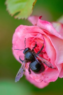 Apidae, bees, blue wood bee, large wood bee, hymenoptera, violet-winged wood bee, xylocopa