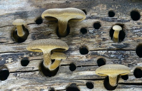 Borstrand stalk porling, Lentinus arcularius, Polyporellus arcularius, Polyporus anisoporus,