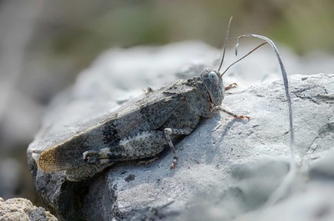 Acrididae, caelifera, field locusts, gomphocerinae, grasshoppers, short-feeler, Oedipoda germanica,