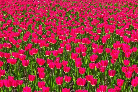 Bed of vibrant backlit purple pink colored single cup shaped Tulipa - Tulip flowers in spring,