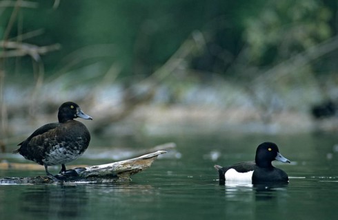 Aythya fuligula, heron duck, tufted duck, anatidae, birds, breeding plumage, ducks, ducks, duck