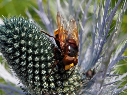Close-up photograph of a yellow-brown hornet fly (Volucella zonaria) on a thistle flower, Goms,