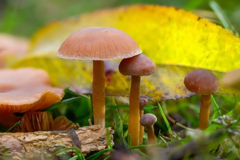 Common trumpet schnitzling, scurfy twiglet, trumpet schnitzling, tubaria furfuracea, winter trumpet
