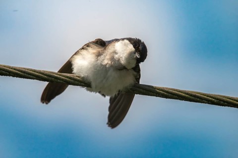Defensive behavior, Delichon urbica, house martin, house martins, parasite defense, birds, passeri,