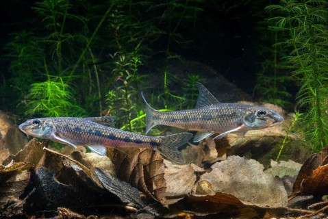 Gobio Gobio, Gründling, Gudgeon, Cress, Fishes, Pisces
