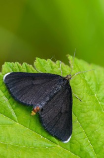 Geometridae, chimney sweeper, odezia atrata, soot, black tensioner, butterfly, chimney sweeper,