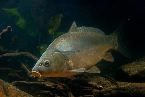 Carp, Cyprinus carpio, carp, fish, fishes, leather carp, pisces, mirror carp