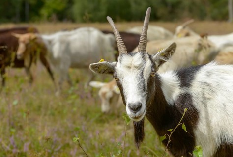 Artiodactyla, Capra Aegagrus Hircus, even-toed ungulate, domestic goat, cloven-hoofed, Pöllwitzer