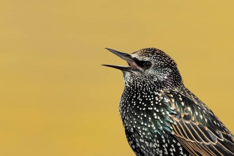 Common starling (Sturnus vulgaris) adult bird singing, England, United Kingdom