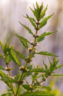 Common wolfstrapp, gypsy word, lycopus europaeus, shoreline wolfstrapp, flora, high size, portrait