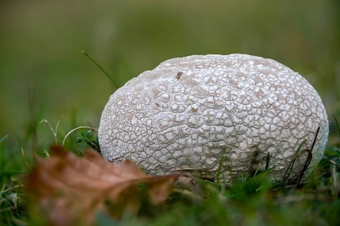 Outcut dust fungus, bovistella utriformis, eggshell bovist, common bovist, common dust, paneled