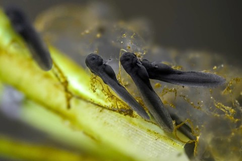 Bufo bufo, common toad, toad, amphibians, amphibians, one week old, larva, larva, amphibians