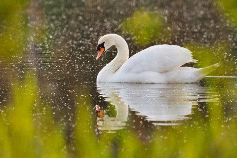 Mute Swan (Cygnus olor), North Rhine-Westphalia, Germany