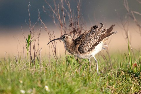 Numenius phaeopus, curlew, whimbrel, birds, charadriiformes, limicoles, snipe birds, scolopacidae,