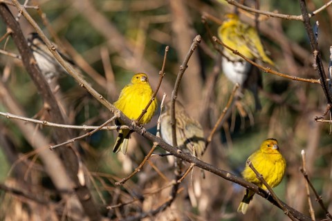 A flock of yellow saffron tanagers (Sicalis flaveola) in a tree, Buenos Aires, Argentina