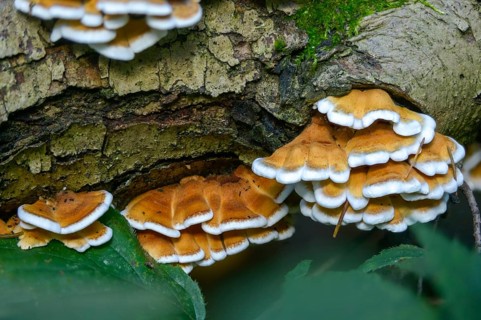 Cantharellus crispus, curly vein counting, Merulius fagineus, plicatura crispa, plicatura faginea,