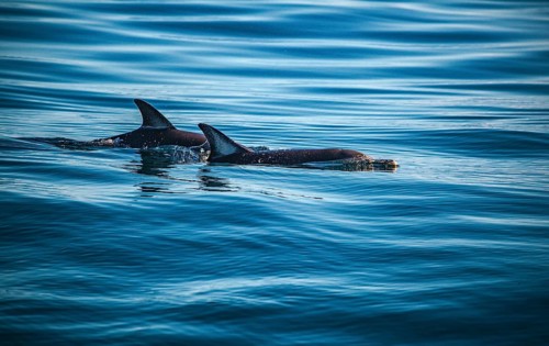 Two dolphins are swimming together beneath the surface of the ocean, short-beaked common dolphins