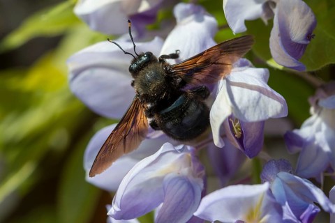 Apidae, bees, blue wood bee, large wood bee, hymenoptera, violet-winged wood bee, xylocopa