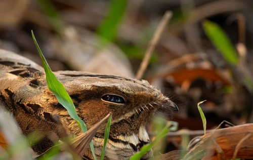 Close up of a Large-tailed Nightjar (Caprimulgus macrurus) perfectly camouflaged on the forest