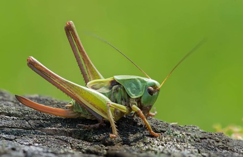 Decticus verrucivorus, grasshoppers, deciduous locusts, wart biters, ensifera, grasshoppers,