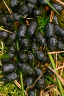 Artiodactyla, Capreolus Capreolus, even-toed ungulate, cloven-hoofed, deer, roe deer, droppings,