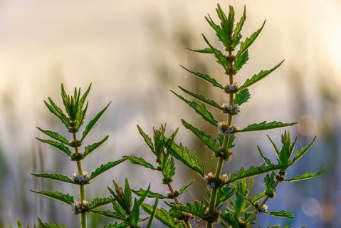 Common wolfstrap, gypsywort, lycopus europaeus, shoreline wolfstrapp, wolfstrapp, flora, plants,