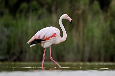A greater flamingo (Phoenicopterus roseus), standing in the water, Camargue Regional Nature Park,