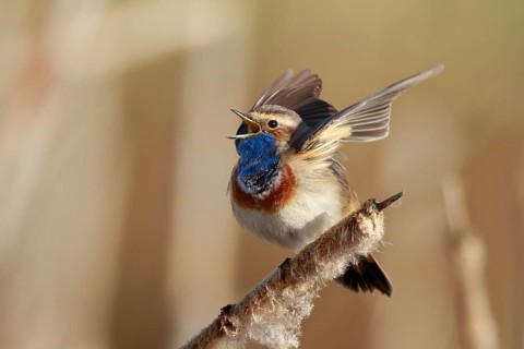 Bluethroat (Luscinia svecica cyanecula) male singing from cattail, Netherlands