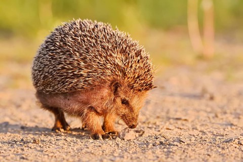 Brown-breasted hedgehog or Western European hedgehog (Erinaceus europaeus), North Rhine-Westphalia,