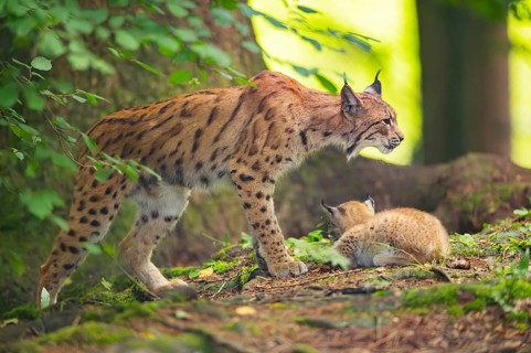 Eurasian lynx (Lynx lynx) mother with her youngster (cub) in a forest, Bavaria, Germany