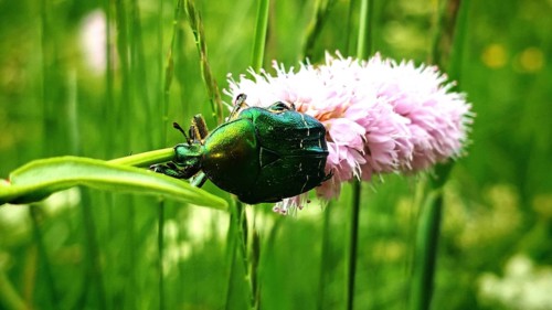A dazzling green rose chafer (Cetonia aurata) with a golden sheen rests on a pink flower,