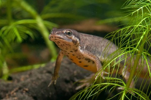 Lissotriton vulgaris, smooth newt, triturus vulgaris, amphibians, amphibians, female, amphibians,