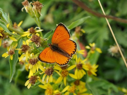 An orange butterfly, the Duke of Burgundy (Lycaena virgaureae), on yellow flowers in a natural
