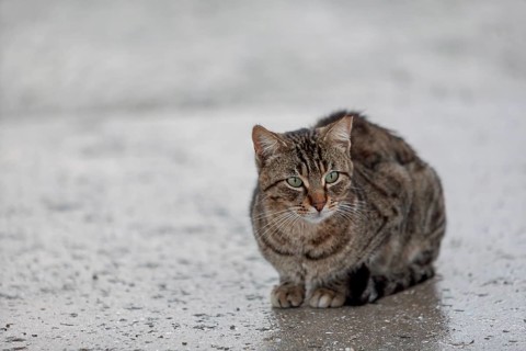 Domestic cat (Felis silvestris catus) in the rain, Cyprus