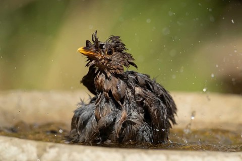 Eurasian blackbird (Turdus merula) adult female bird bathing in water of a garden bird bath,