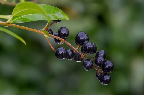 Legwood, privet, ligustrum spec., rain willow, inkberry, inkberry grape, fence bar, flora, plants,