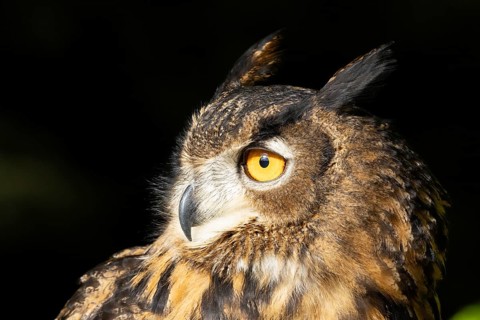 Owl in profile with yellow eyes against a dark background, eagle owl (Bubo bubo), adult, animal