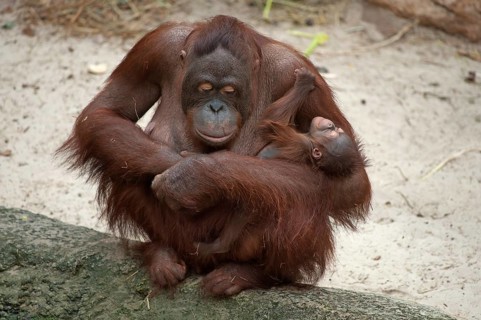 Urangutan (Pongo pygmaeus) with her cub in her arms, captive, Germany