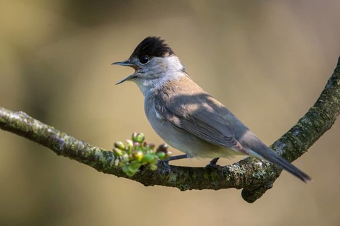 Blackcap, blackcap, blackcap, Sylvia atricapilla, birds, call, song, male, passeri, call, singing,