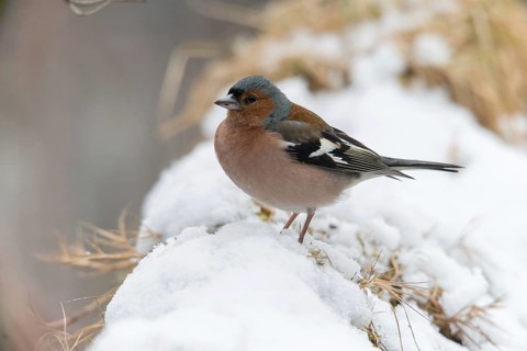 Chaffinch, fringilla coelebs, birds, male, passeri, snow, songbirds, snow, songbirds, birds, winter