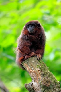 Coppery titi (Plecturocebus cupreus, syn.: Callicebus cupreus), adult, alert, sitting, tree trunk,