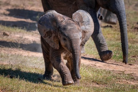 Cute little elephant, young animal, herd of African elephants (Loxodonta africana), Addo Elephant